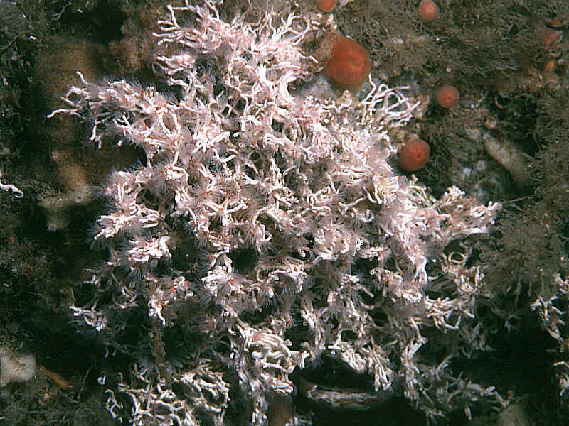 Salmacina dysteri